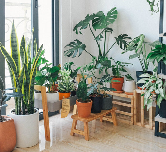 8 Types Of Plants That Add Form And Function To Your Home - Neuhabitat