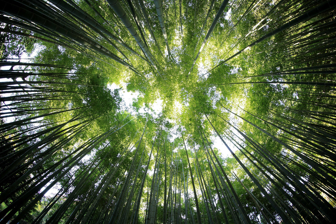 16 Cool Facts About Bamboo