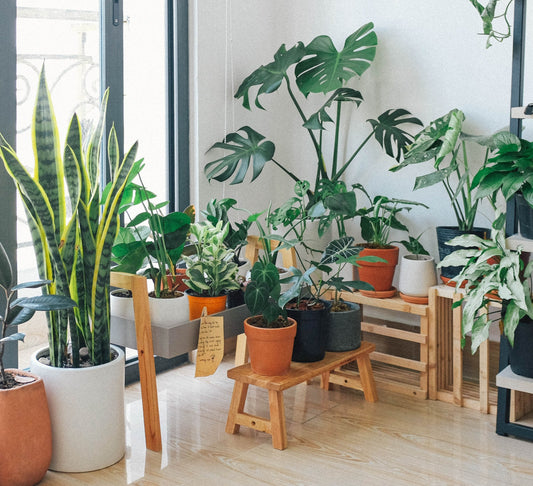 8 Types Of Plants That Add Form And Function To Your Home